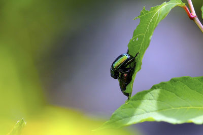 Close-up of insect on plant