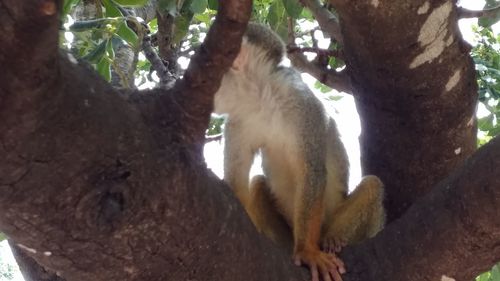 Lizard on tree trunk