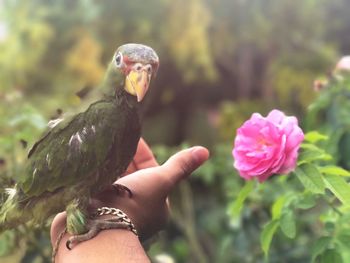 Close-up of hand holding bird