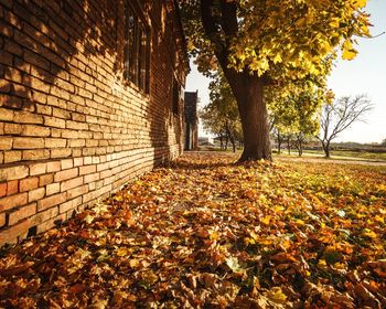 Trees in autumn