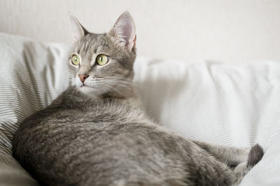 Portrait of cat resting on sofa at home