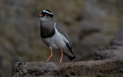 Close-up of bird perching on rock