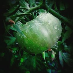 Close-up of water drops on leaf