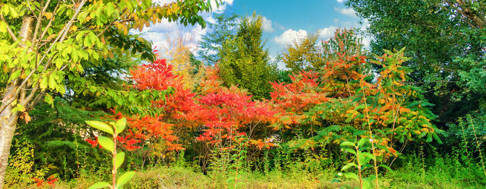 Red flowering plants and trees in forest