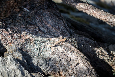 High angle view of lizard on rock