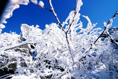 Close-up of snow covered tree