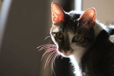 Close-up portrait of a cat looking away