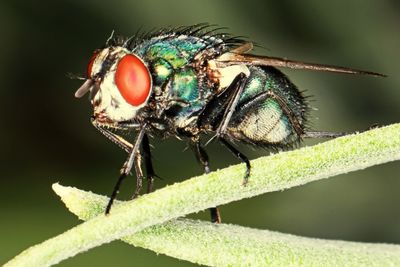 Close-up of insect on leaf