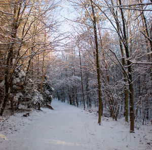 Bare trees on snow covered land