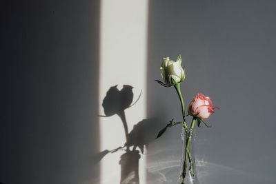 Close-up of rose against wall