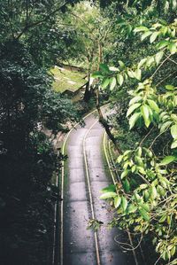 Empty road amidst trees in forest