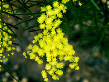 Close-up of yellow flowering plant