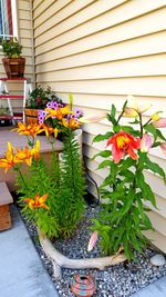 Close-up of potted plants