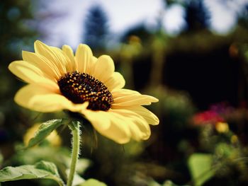 Close-up of yellow flower in park