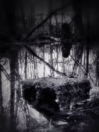 Reflection of trees in river