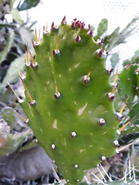 Close-up of prickly pear cactus