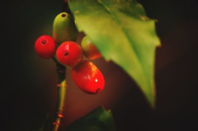 Close-up of red leaves