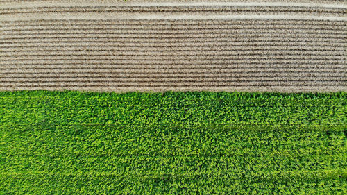 Full frame shot of agricultural field