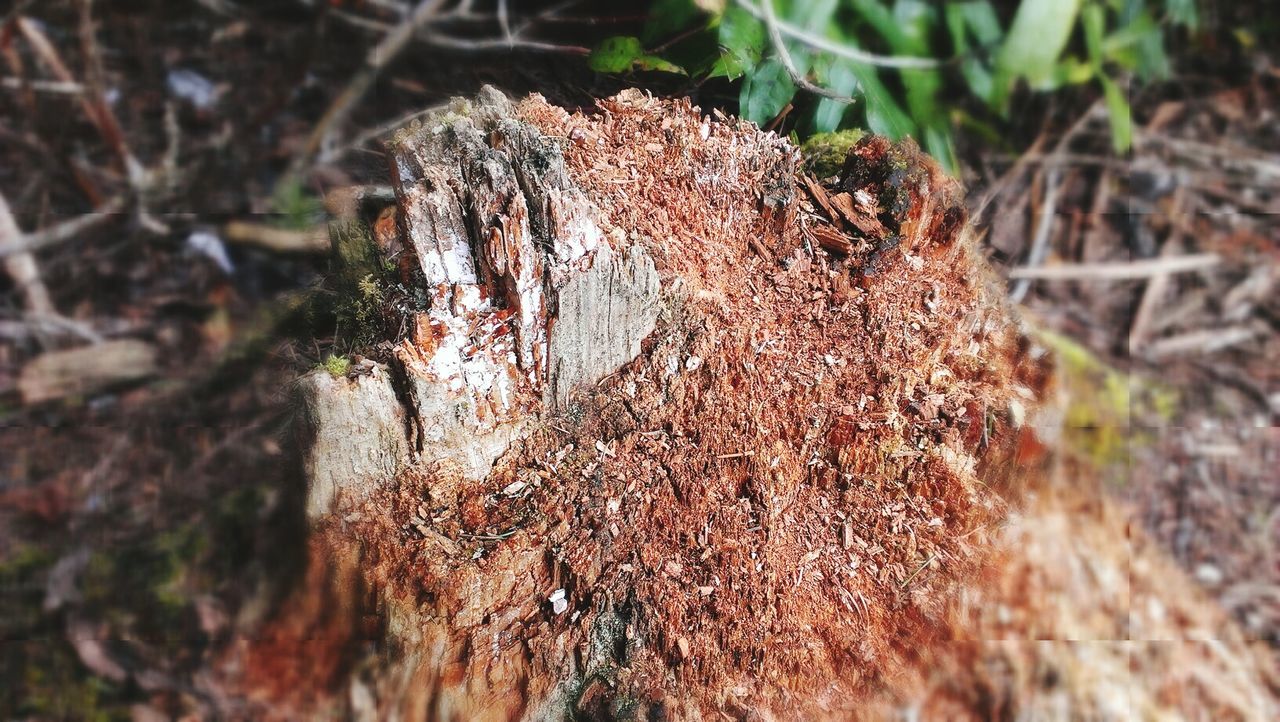 close-up, nature, focus on foreground, animal themes, field, brown, dry, selective focus, growth, animals in the wild, wildlife, day, plant, outdoors, insect, one animal, forest, no people, grass, beauty in nature