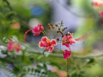 Close-up of pink flowering plant
