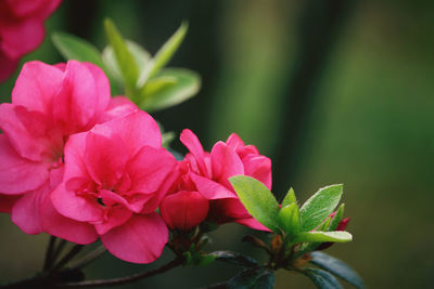 Close-up of pink flowering plant