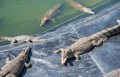 High angle view of crocodile in sea