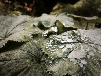 Close-up of wet leaves during winter