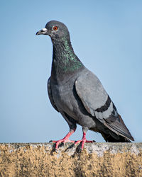 Beautiful indian pigeon walking on wall of building.