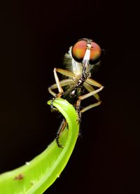 Close-up of insect against black background