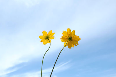Low angle view of yellow flowering plant against sky