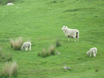 Sheep grazing on field