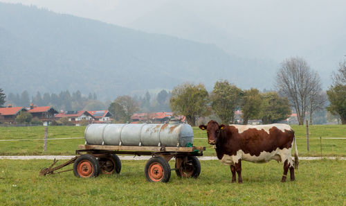 Side view of cow standing on field