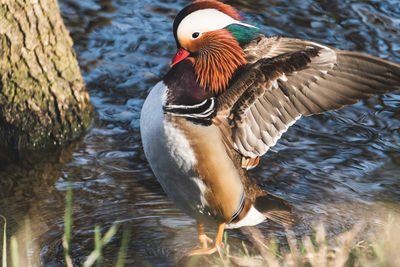 Close-up of bird by lake