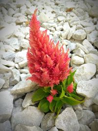 Close-up of red flower