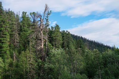 Taiga slope of the mountain, overgrown with conifers on a sunny summer day.