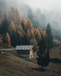 Trees in forest during autumn