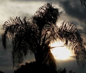 Low angle view of silhouette palm trees against sky