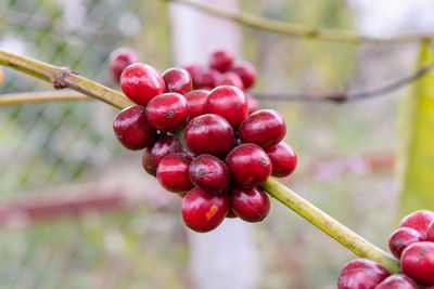 Close-up of red berries growing on tree
