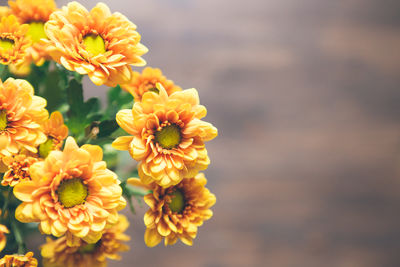 Close-up of yellow dahlia blooming outdoors