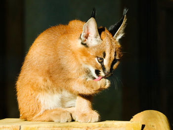 Close-up of a cat looking away