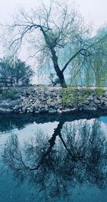 Reflection of trees in water