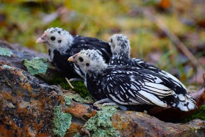 Close-up of birds on rock