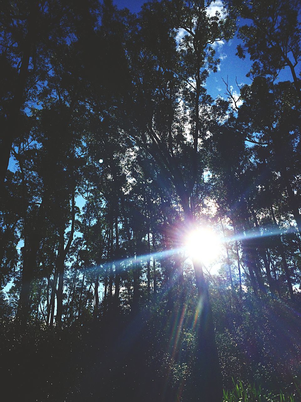 sun, tree, sunbeam, sunlight, lens flare, low angle view, nature, silhouette, tranquility, growth, branch, forest, beauty in nature, back lit, bright, sky, sunny, streaming, outdoors, shiny