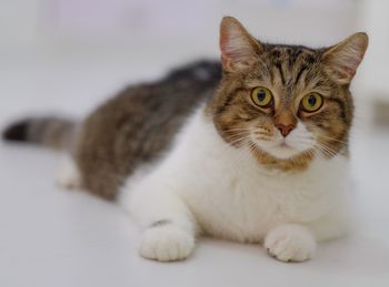 Close-up portrait of a cat resting