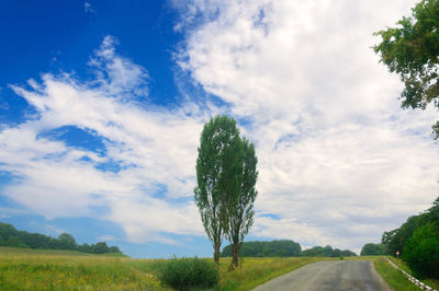 Trees on field against sky