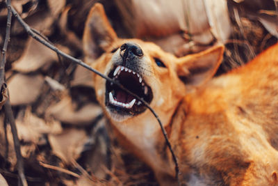 Close-up of angry dog 