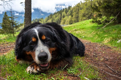 Close-up of a dog lying on field