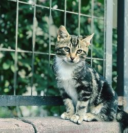 Close-up portrait of a cat