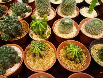 Full frame shot of potted plants