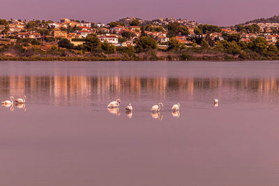 Ducks in a lake